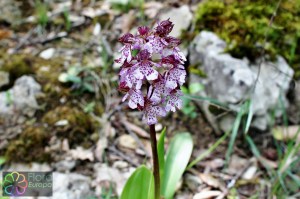 Orchis purpurea (2)